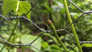 Caroline Shaw Instagram - a groundhog chewed off some of our beans, so here’s @mileycyrus’ wrecking ball from the perspective of the maimed bean plant. we have named the groundhog boris, and the bean is now called mamie. i don’t make the rules.