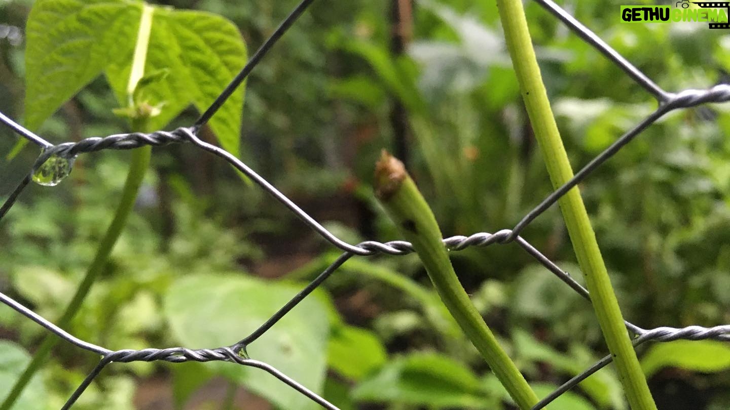 Caroline Shaw - 1.7K Likes - a groundhog chewed off some of our beans, so hereās @mileycyrusā wrecking ball from the perspective of the maimed bean plant. we have named the groundhog boris, and the bean is now called mamie. i donāt make the rules.
