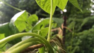 Caroline Shaw Instagram - a groundhog chewed off some of our beans, so here’s @mileycyrus’ wrecking ball from the perspective of the maimed bean plant. we have named the groundhog boris, and the bean is now called mamie. i don’t make the rules.
