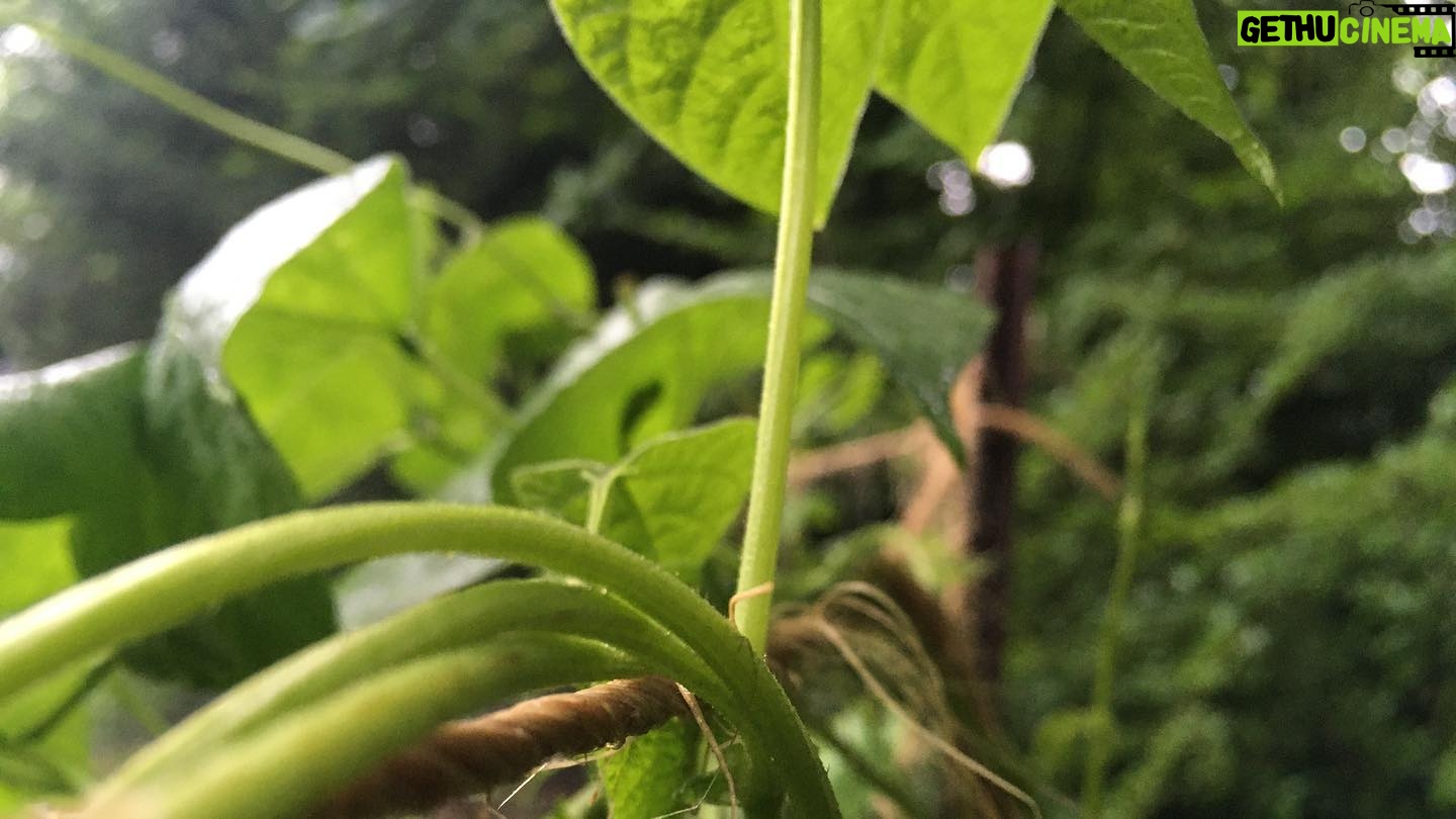 Caroline Shaw - 1.7K Likes - a groundhog chewed off some of our beans, so hereās @mileycyrusā wrecking ball from the perspective of the maimed bean plant. we have named the groundhog boris, and the bean is now called mamie. i donāt make the rules.