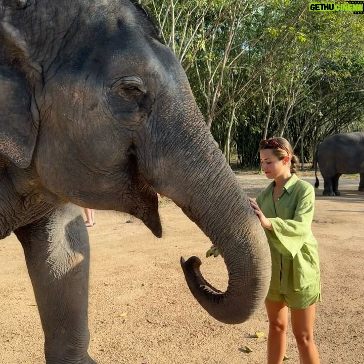 Caroline Wilde - 3 Likes - Thailand photo diary final chapter 🌴 This 🐘 orphanage is so special ~ they have been rescuing elephants from working circuses & tourists attractions (elephant rides etc). Sadly because they were born in captivity they can’t adapt to living in the wild, so this amazing orphanage is taking care of them and giving them a better life. They each have a personal carer who stays with them 24/7! Please note that not all of these places are the same many who call themselves “elephant sanctuaries” also run the cruel tourist attraction’s so be careful when going to visit one 🤍