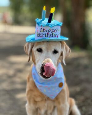 Cassi Thomson Instagram - The legend turned 15 today. 🥹 Man oh man, the love I have for this ol’ boy is overwhelming. He lights up every room he walks into and is always oozing good vibes. 😎 
My love personified, without doubt. Here’s to you Tuck Man.