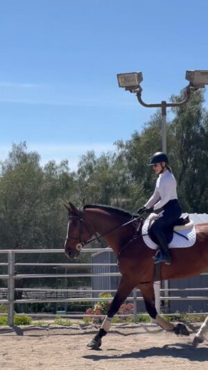 Cassi Thomson Instagram - Meet Zephyr. 🤤 This beautiful creature is a 17.2 ex Grand Prix jumper — it was a damn dream come true riding a horse of his caliber. Thank you barn mama @luna_equestrian for sharing him with me yesterday, it was very special for me. 😭