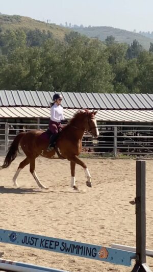 Cassi Thomson Instagram - I got to jump some small sticks with Delhi today. 🥹 I’m learning a lot and having a blast getting to spend this time with her. #delhithewarmblood @arii.eq