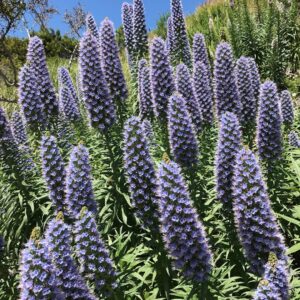 Catherine Oxenberg Instagram - #malibu #nature #wildflowers #hike