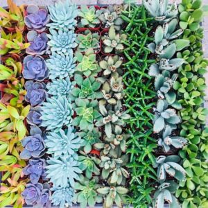 Catherine Oxenberg Instagram - Xmas succulents #sealily