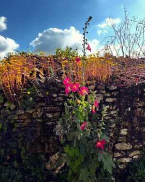 Catherine Pogonat Instagram - France-Fleur.