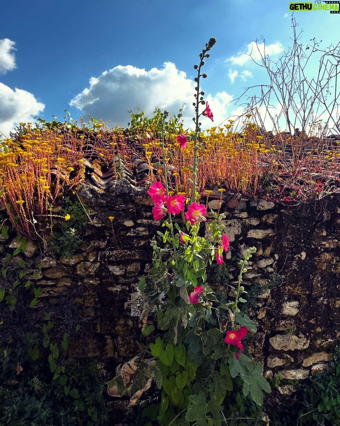 Catherine Pogonat - 94 Likes - France-Fleur.