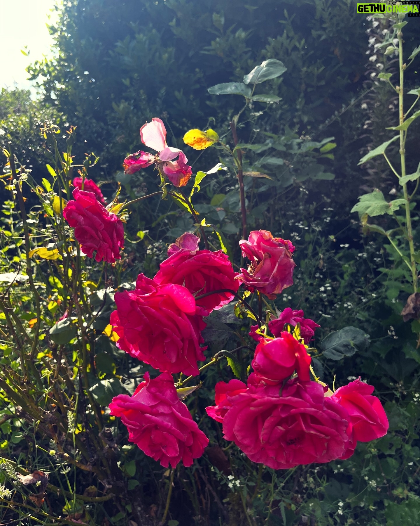 Catherine Pogonat - 94 Likes - France-Fleur.
