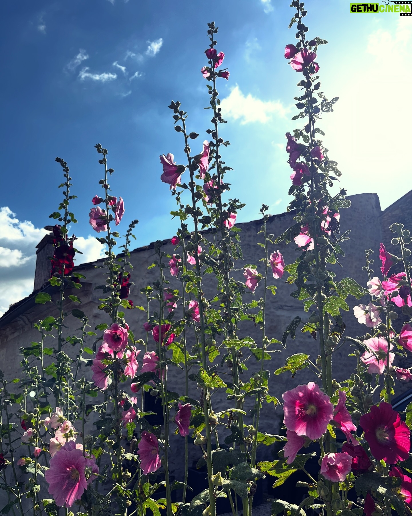 Catherine Pogonat - 94 Likes - France-Fleur.