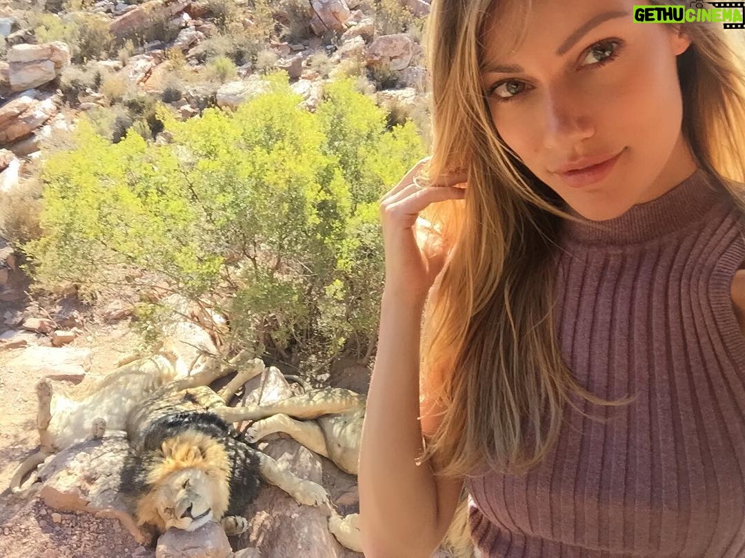 Celeste Ziegler - 846 Likes - Selfies with 🦁 . #tbt to that one time I went on a safari #southafrica #mrlion #traveltheworld #gypsylife