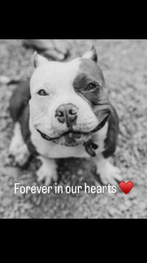 Celeste Ziegler Instagram - Bea lost her battle to her auto immune disease even though she fought very hard for over half a year. Thank you to everyone for your love and support over the years , she felt every ounce of it. We feel so lucky to have found Bea , she made our lives exponentially better . Anyone who got the chance to meet her knows the affect she had on people. She was such a beautiful soul and left pawprints on the hearts of everyone she met .I wish we got more years with her but everything good in life doesn’t last forever . Rest easy sweet angel and until we meet again on the Rainbow Bridge🌈
#adoptdontshop #goodbyemygirl