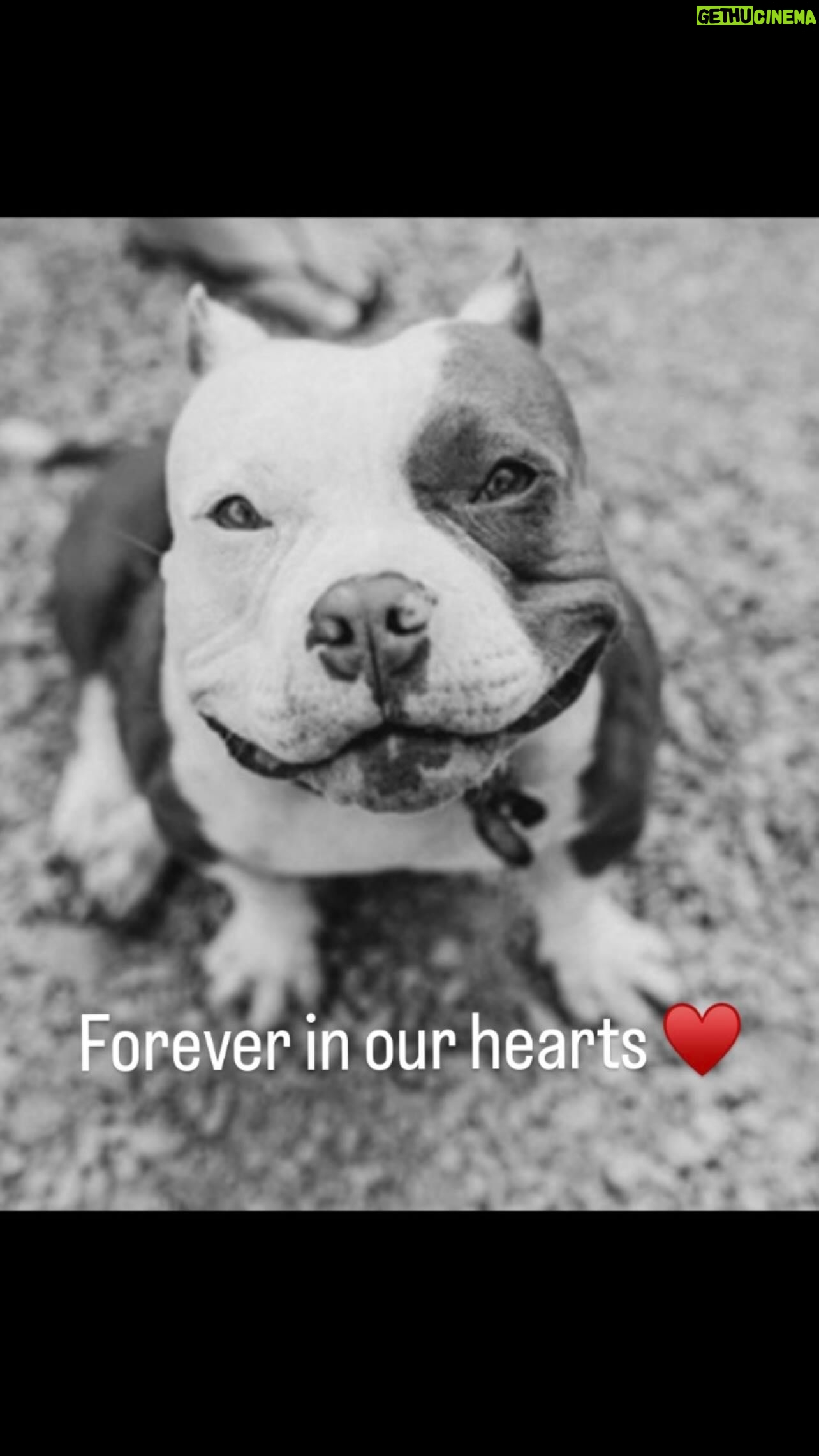 Celeste Ziegler - 1.3K Likes - Bea lost her battle to her auto immune disease even though she fought very hard for over half a year. Thank you to everyone for your love and support over the years , she felt every ounce of it. We feel so lucky to have found Bea , she made our lives exponentially better . Anyone who got the chance to meet her knows the affect she had on people. She was such a beautiful soul and left pawprints on the hearts of everyone she met .I wish we got more years with her but everything good in life doesn’t last forever . Rest easy sweet angel and until we meet again on the Rainbow Bridge🌈
#adoptdontshop #goodbyemygirl