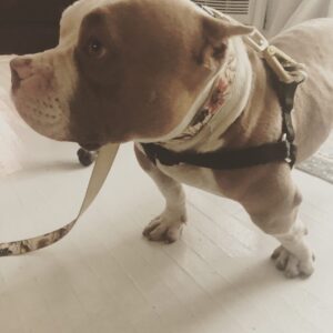 Celeste Ziegler Instagram - Well it’s official , we finally signed the papers and adopted this #furbaby . She’s our little pocket pittty and still needs a name . Any suggestions ?