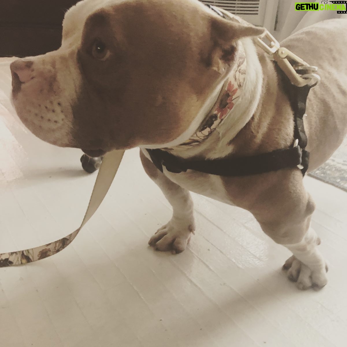 Celeste Ziegler - 0.9K Likes - Well it’s official , we finally signed the papers and adopted this #furbaby . She’s our little pocket pittty and still needs a name . Any suggestions ?