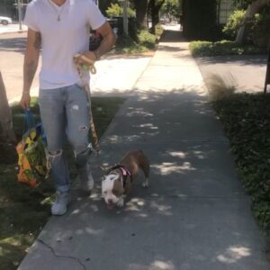 Celeste Ziegler Instagram - Well it’s official , we finally signed the papers and adopted this #furbaby . She’s our little pocket pittty and still needs a name . Any suggestions ?