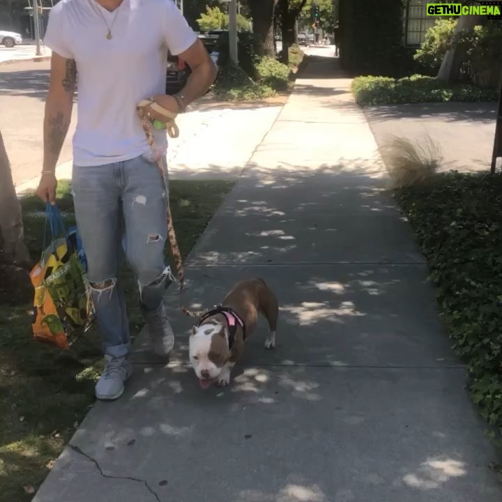 Celeste Ziegler - 0.9K Likes - Well it’s official , we finally signed the papers and adopted this #furbaby . She’s our little pocket pittty and still needs a name . Any suggestions ?