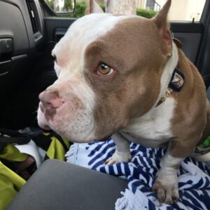Celeste Ziegler Instagram - Well it’s official , we finally signed the papers and adopted this #furbaby . She’s our little pocket pittty and still needs a name . Any suggestions ?