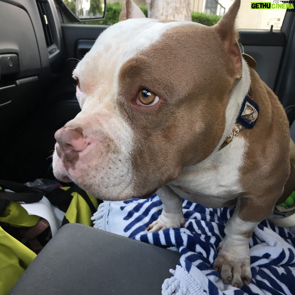 Celeste Ziegler - 0.9K Likes - Well it’s official , we finally signed the papers and adopted this #furbaby . She’s our little pocket pittty and still needs a name . Any suggestions ?