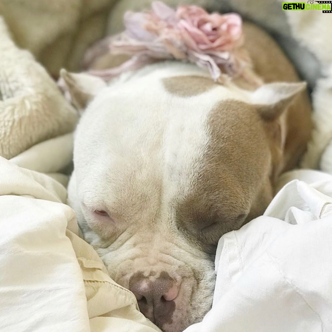 Celeste Ziegler - 0.9K Likes - Well it’s official , we finally signed the papers and adopted this #furbaby . She’s our little pocket pittty and still needs a name . Any suggestions ?
