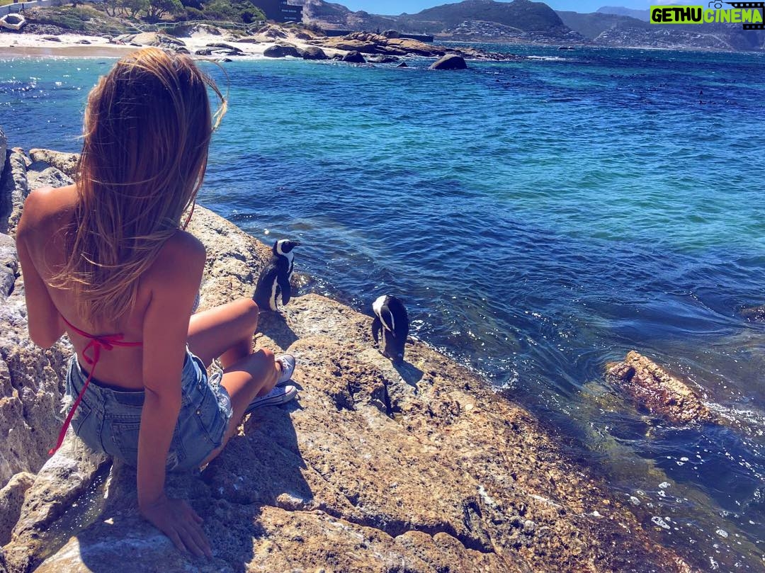 Celeste Ziegler - 898 Likes - Hanging with the homies . Couldn't get enough of these guys, I had to visit them again ! ❤🐧 #simonstown #southafrica #penguins #penguinsofafrica #travelgram #luxwt #luxuryworldtraveler #luxwtsouthafrica