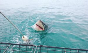 Celeste Ziegler Instagram - Made some new friends today! Also faced one of my biggest fears...SHARKS!! This pic was taken from the boat but got it all on video when I was underwater cage diving with them . #sharks #southafrica #travelgram #adrenalinejunkie #luxwt #luxwtsouthafrica