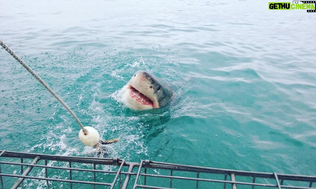Celeste Ziegler - 440 Likes - Made some new friends today! Also faced one of my biggest fears...SHARKS!! This pic was taken from the boat but got it all on video when I was underwater cage diving with them . #sharks #southafrica #travelgram #adrenalinejunkie #luxwt #luxwtsouthafrica