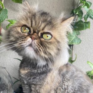 Cem Kılıç Instagram - Dünya güzeli çocuğum benim😻