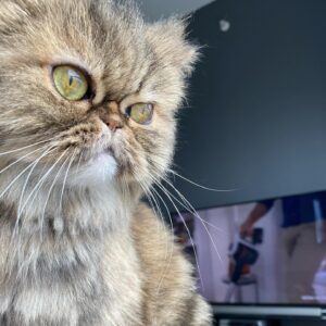 Cem Kılıç Instagram - Kedi ❤️
