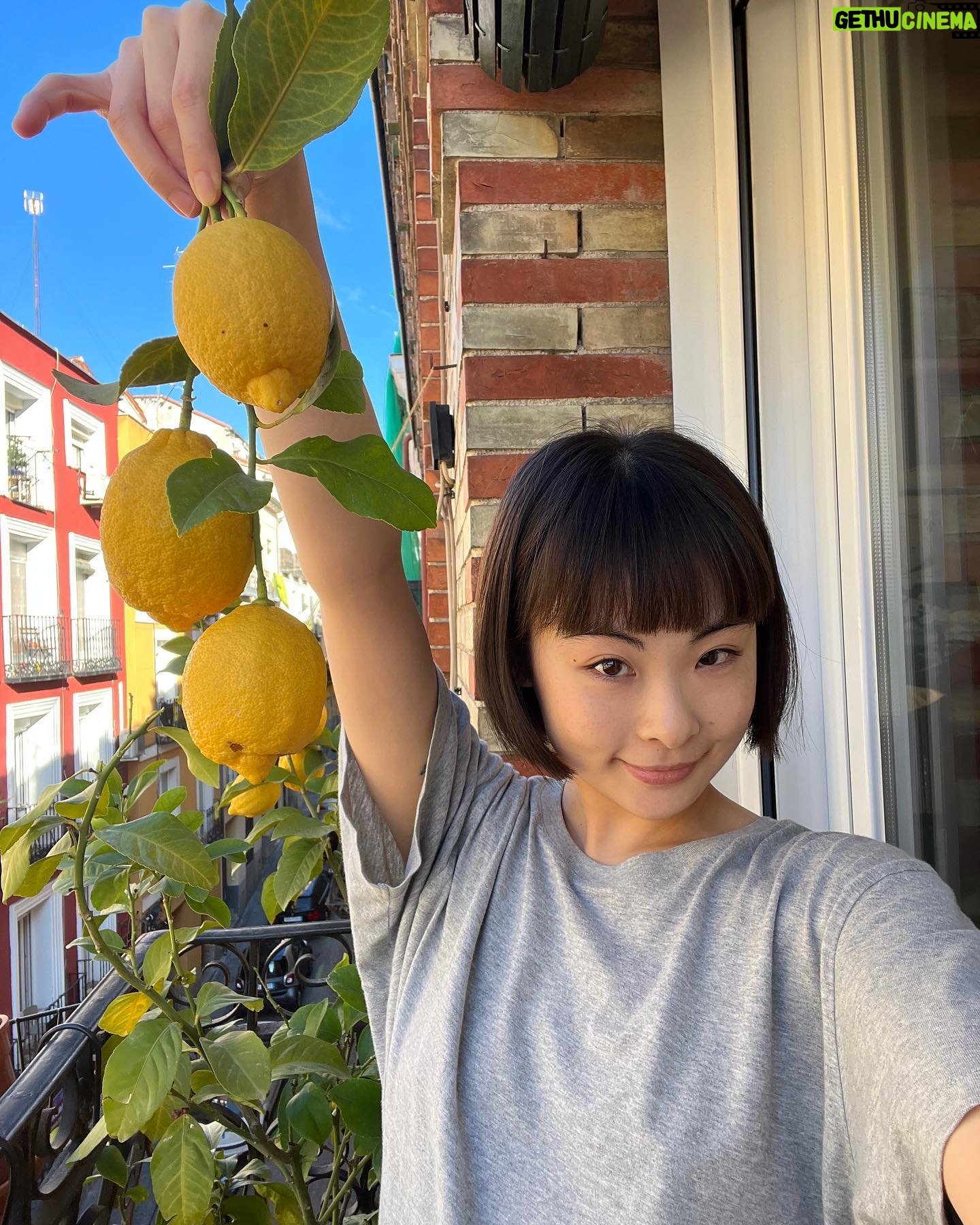 Chacha Huang - 3 Likes - Harvesting lemons and books 🍋💛