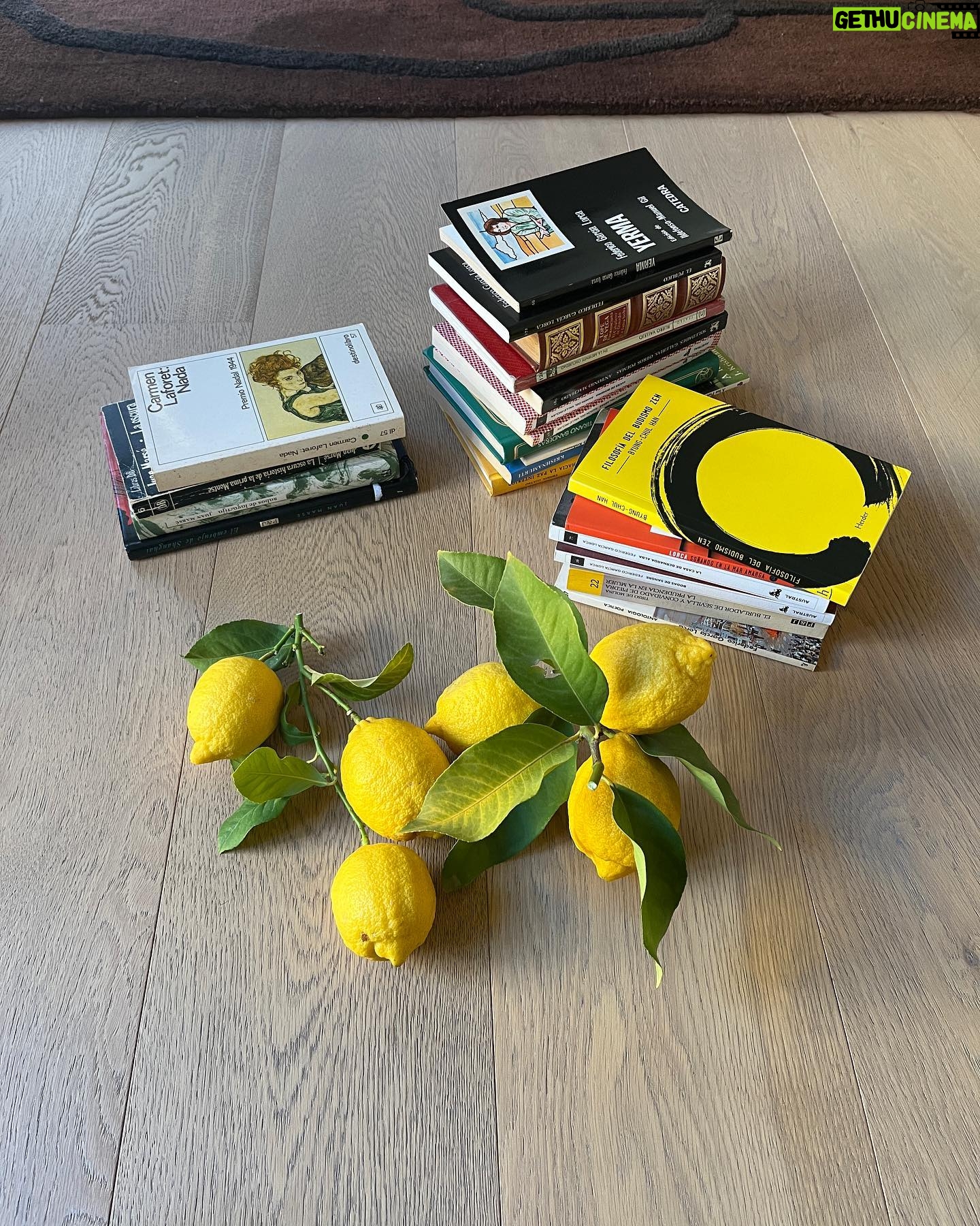 Chacha Huang - 3 Likes - Harvesting lemons and books 🍋💛