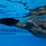 Chad Le Clos