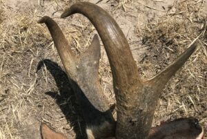 Chad Mendes Instagram - Less than three months till me and Lula are chasing giant speed goats with my homies over @g3outfitters in NM!! This will be Lula’s first antelope hunt and both of us are excited for the experience and the amazing meat we hopefully will bring home! I’ll get filming it all and will have it up on my channel for you guys! 🙏🏼

This speed goat was one I was lucky to draw here in northern Cali. Ended up going 86” and was tied for the 4th biggest ever taken in Cali for a while! Hopefully we can find another closer to this bad boy!! 🤞🏽🤞🏽

#antelope #speedgoat #northerncalifornia #newmexico #meatinthefreezer #memories