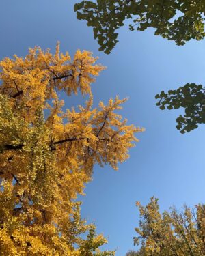 Chang Ryul Instagram - 🍂낙엽 속 숨은 장률 찾기🤪