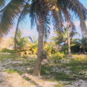 Chantel Riley Instagram - I ran away to Tulum, Mexico...
.
My spirit was crying out for sun, heat, greenery and a much needed reset. So me, myself and I booked a last-minute trip to beautiful Mexico. I can say my soul was restored. 
.
Video of my trip coming soon💋
.
#solotravel #Tulum #vacation