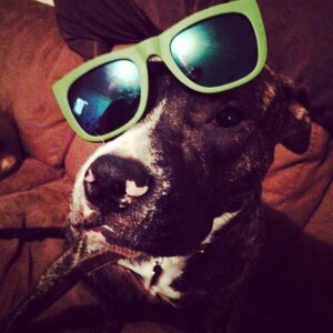 Charity Shea Instagram - HAPPY ST PATTYS DAY from @denisevasi baby #puppylove these glasses appear in 2 other pics on my IG, so the question is who wore them better? #mygreenglaeeses