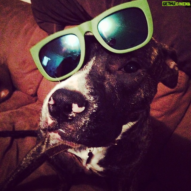 Charity Shea - 297 Likes - HAPPY ST PATTYS DAY from @denisevasi baby #puppylove these glasses appear in 2 other pics on my IG, so the question is who wore them better? #mygreenglaeeses