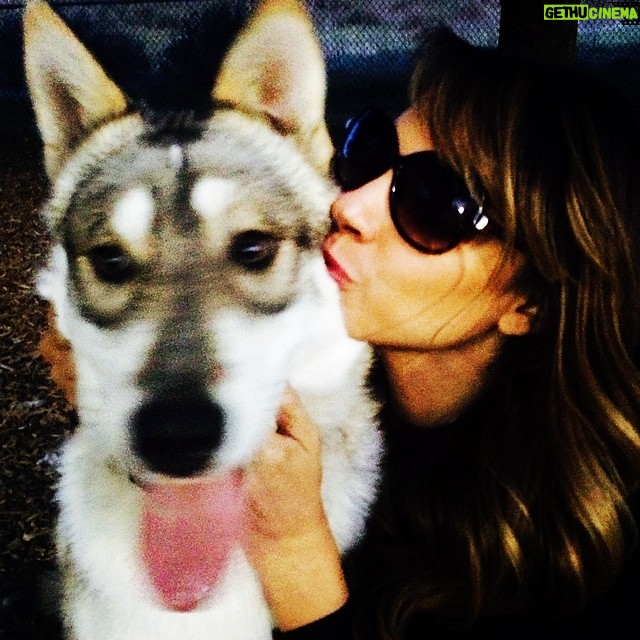 Charity Shea - 457 Likes - Dog park love with Cedar #wolfpup and a new girlfriend.... Where is she??