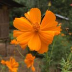 Chatchai Plengpanich