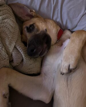 Cheyenne Isabel Wells Instagram - Meet Willow! 🤍🤎

Our foster baby girl. If anyone is looking for a pupper Willow is sooo perfect. 
She is the biggest cuddler you’ll ever meet. She’s super smart, learns very quickly and listens very well. Willow absolutely loves other dogs! So if she could have a sister or brother that would be ideal (: 

DM me if you would like to learn more and/or interested or know anyone who might be (: she deserves the most loving home. Any human would be lucky to have her 🤍