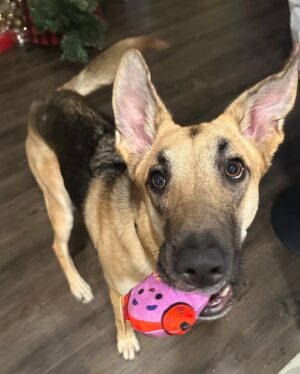 Cheyenne Isabel Wells Instagram - Meet Willow! 🤍🤎

Our foster baby girl. If anyone is looking for a pupper Willow is sooo perfect. 
She is the biggest cuddler you’ll ever meet. She’s super smart, learns very quickly and listens very well. Willow absolutely loves other dogs! So if she could have a sister or brother that would be ideal (: 

DM me if you would like to learn more and/or interested or know anyone who might be (: she deserves the most loving home. Any human would be lucky to have her 🤍