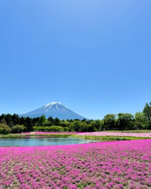 Ching-Tien Li Instagram - 日本芝櫻季

粉紅色的世界
太幸運了 
要看到完整的富士山🗻太不容易了