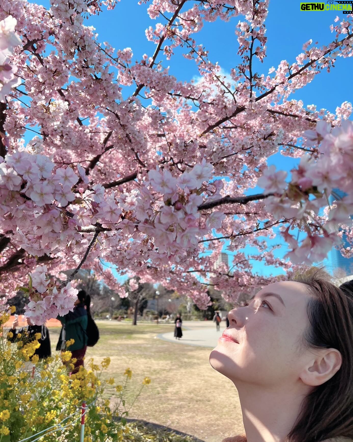 Chisun - 151 Likes - 春やん🌸
#sakura
#spring