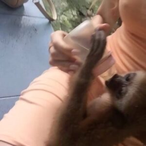 Chloe Arrowsmith Instagram - The cutest day ❤️❤️🐒🇹🇭 it's bottle matched my nails 💅🏼👶🏼 #Phuket