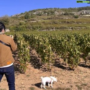 Cho Seung-yeon Instagram - #ꓐꓰꓮꓴꓠꓰ #ꓐꓳꓴꓣꓖꓳꓖꓠꓰ 🍷

프랑스를 대표하는 와인생산지 브루고뉴(ꓐꓳꓴꓣꓖꓳꓖꓠꓰ)에서 ３박 ４일 여행을 마쳤습니다.
루이 １５세가 브루고뉴 와인을 살때면 꼭 여기 ‘본’(ꓐꓰꓮꓴꓠꓰ)이라는 도시로 사람을 보냈다는데, 저도 본에서 며칠 묵으며 중세부터 내려온 와인문화를 경험해보았습니다.

제가 생각하는 브루고뉴의 매력을 몇가지 정리해보자면,

✔️１４００년대 브루고뉴 공작의 영토는 오늘날 프랑스 브루고뉴 지역부터 북쪽으로는 네덜란드에 아우를 만큼 거대했다고 합니다. 심지어는 프랑스 국왕도 브루고뉴 공작을 두려워했을만큼 권세가 대단했었죠. 오늘날 그 영광의 흔적은 ꓔꓴꓲꓡꓰ ꓦꓰꓣꓠꓲꓢꓢéꓰ 라는 화려하고 독특한 지붕형태에도 남아있는데 가을볕이 비추니 눈부시게 아름다웠습니다.

✔️브루고뉴는 와인과 프랑스의 역사가 포도 넝쿨처럼이나 깊게 얽혀있는 도시입니다. 브루고뉴 공작이 처음 이 도시를 세웠을 때 무너진 로마 요새를 기반삼아 그 위에 도시를 지었다고 합니다. 실제로 제가 방문했던 ꓚꓮꓦꓰ(지하 와인저장고) 역시 한쪽 벽면은 로마 요새, 다른 쪽은 중세 성벽, 그리고 또 다른 한쪽은 중세 성당의 아치 형태로, 마치 미로처럼 이어진 굉장히 독특한 구조였습니다. 그 오래된 저장고에서 세월의 곰팡이를 뒤집어쓰고 수많은 와인들이 잠들어있는 모습이 인상적이었습니다.

✔️브루고뉴에 오신다면, 와인 베이스의 전통 요리들은 꼭 맛보시길 추천합니다. 특히 와인 소스에 수란을 익혀낸 ꓳꓰꓴꓝ ꓰꓠ ꓟꓰꓴꓣꓰꓔꓔꓰ, 마찬가지로 브루고뉴 와인 소스에 소고기와 야채를 넣고 푹 고은 ꓐꓳꓰꓴꓝ ꓐꓳꓴꓣꓖꓴꓲꓖꓠꓳꓠ, 부르고뉴 달팽이를 활용한 ꓰꓢꓚꓮꓣꓖꓳꓔ ꓓꓰ ꓐꓳꓴꓣꓖꓳꓖꓠꓰ 같은 전통 요리들은 이제 전세계에 프랑스 안주를 대표하는 음식으로 자리 매김했죠. 아무래도 베이스로 쓰여지는 와인이 브루고뉴산이라서인지 본고장의 맛은 파리에서보다 훨씬 진하고 깊었습니다. 

브루고뉴 여행 전 와인 책들을 통해 여러번 읽었던 내용들이 실제로 눈 앞에 펼쳐진 순간은 인생에서 잊혀지지 않을 것 같습니다. 와인 애호가들이 흔히 이야기하는 ‘모든 길은 브루고뉴로 통한다’는 말이 어떤 의미인지 단번에 경험하고 온 느낌이었달까요.

좋은 사람들과 함께라서 더욱 잊지못할 좋았던 여행이었습니다. 🍇🍷🇫🇷