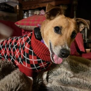 Chris Bath Instagram - A tale of two dogs….. #swipeleft #ramboandsteve #birdnerdsrusfarm
