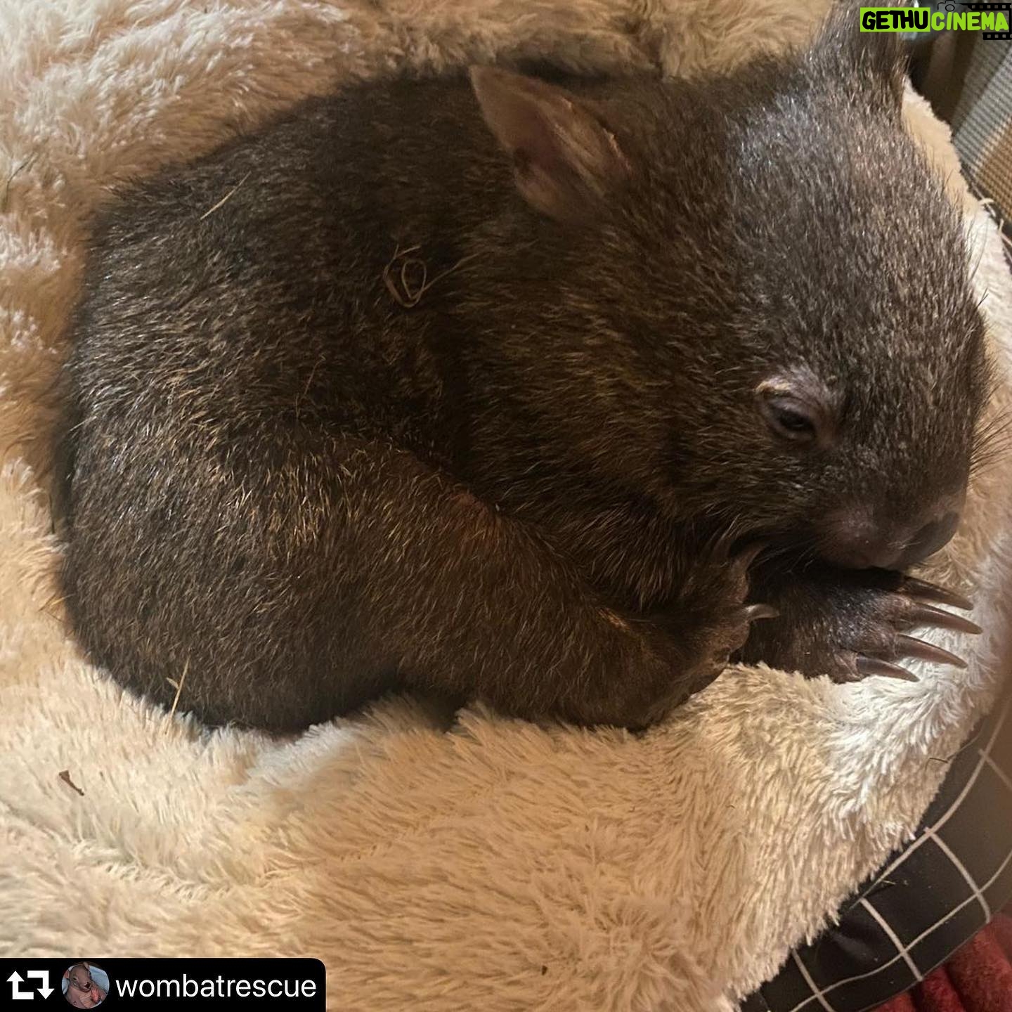 Chris Bath - 696 Likes - Wendy the Wombat update courtesy @wombatrescue
How much better does she look thanks to their care & love ❤️ She’ll be back at #birdnerdsrusfarm in no time
#repost @wombatrescue
・・・
How cute does little Wendy look !
Doing great Chris & jim #wombats #wombat #wombatofinstagram #wombatrescue #wildlifeconservation #wollombi #huntervalley