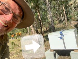 Chris Bath Instagram - Sooooo proud of The Husband.  While I was at work on Sunday, he caught his first swarm, with zero experience & zero idea of what he was doing, despite his fear of bees.  He dialled 1800 @johgriggs7 for advice because he didn’t want to bother me & off he went on his own & caught them 👊🏻 #accidentalbeekeeper #gojimmygo #birdnerdsrusfarm 🐝
