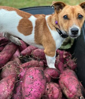 Chris Bath Instagram - Veni. Vidi. Sweet Potato-i.
Even Steve’s impressed. 
The thing is, this is an accidental crop, and for a second year, it has made an encounter with a brown snake while scavenging the plants from @johgriggs7 compost bin worthwhile.  Got a great crop last year & how’s this for low maintenance - they self grew this year, appearing without any effort from me under my watermelon.  Unlike broccoli there was no conquering required, which makes my headline kind of redundant really. #birdnerdsrusfarm 👊🏻🎉
#swipeleft #nofilter