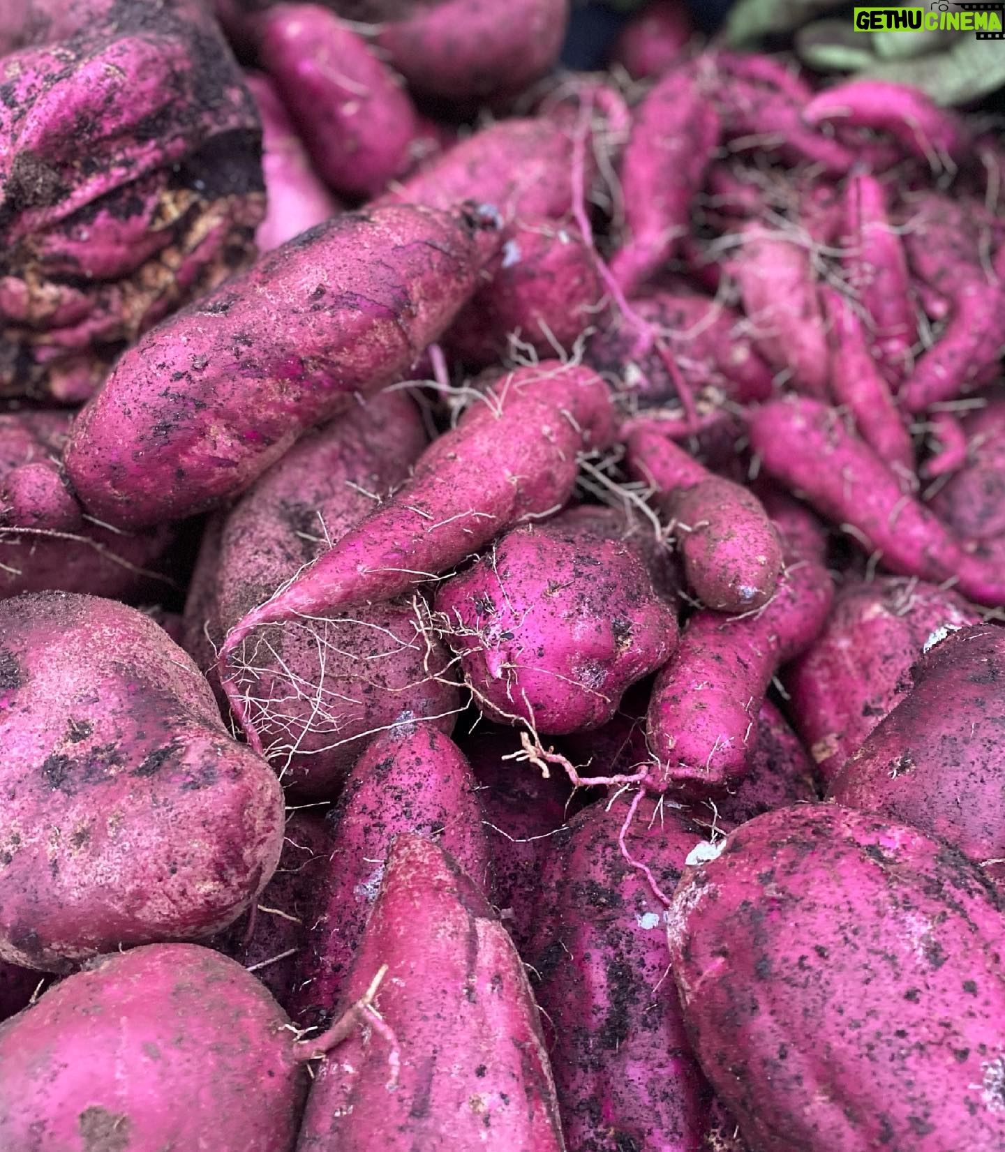 Chris Bath - 818 Likes - Veni. Vidi. Sweet Potato-i.
Even Steve’s impressed.
The thing is, this is an accidental crop, and for a second year, it has made an encounter with a brown snake while scavenging the plants from @johgriggs7 compost bin worthwhile. Got a great crop last year & how’s this for low maintenance - they self grew this year, appearing without any effort from me under my watermelon. Unlike broccoli there was no conquering required, which makes my headline kind of redundant really. #birdnerdsrusfarm 👊🏻🎉
#swipeleft #nofilter